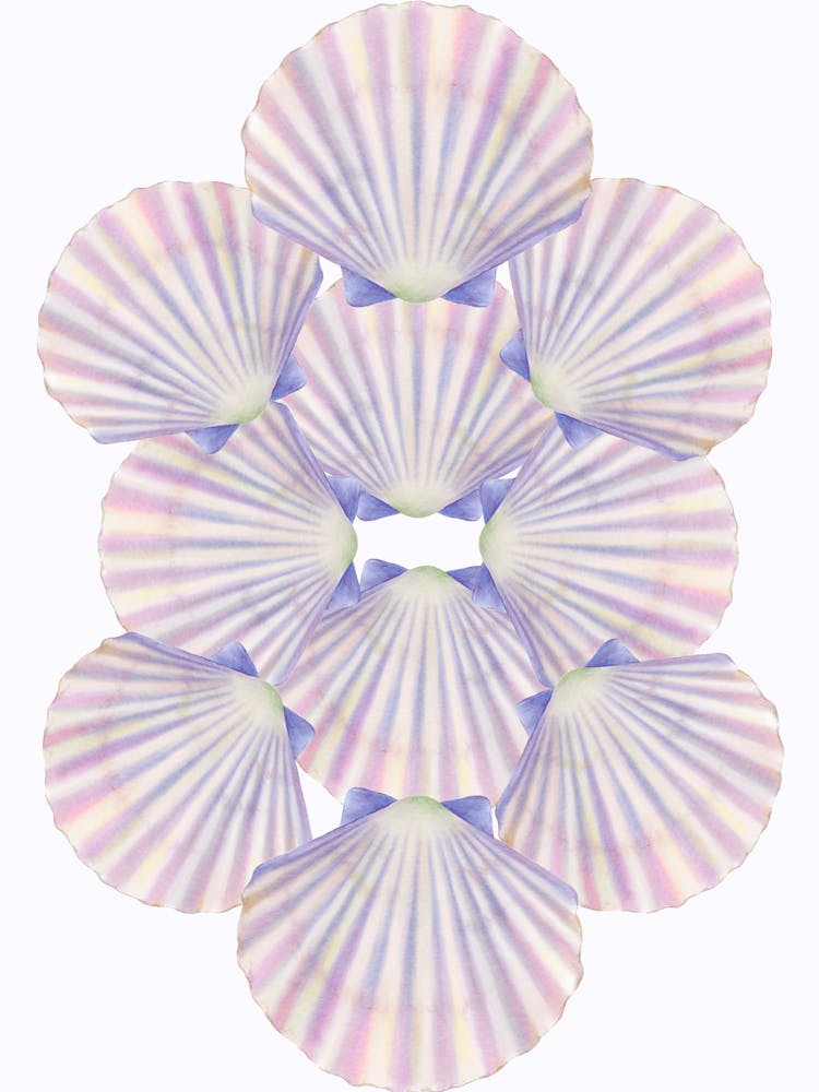 Seashells 1