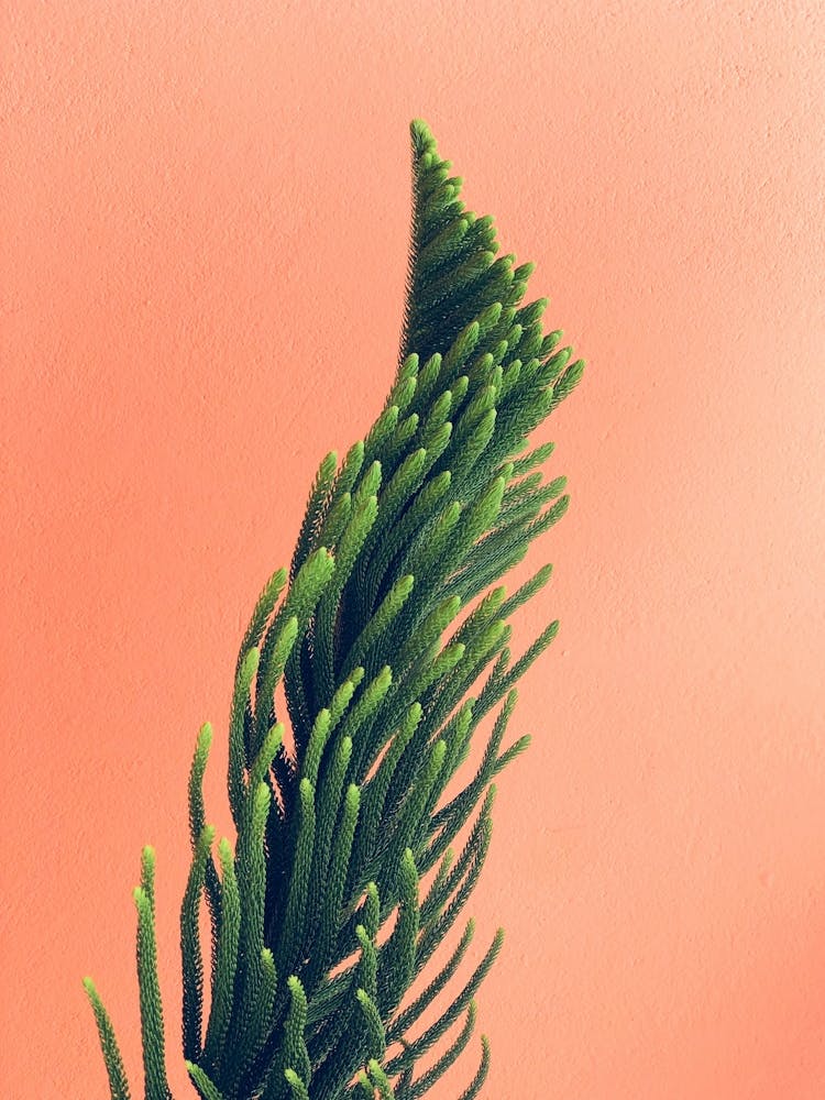 Boho Chill Green Plant