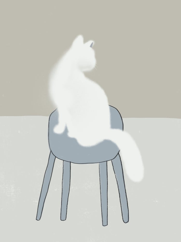 White Cat Sitting On A Chair