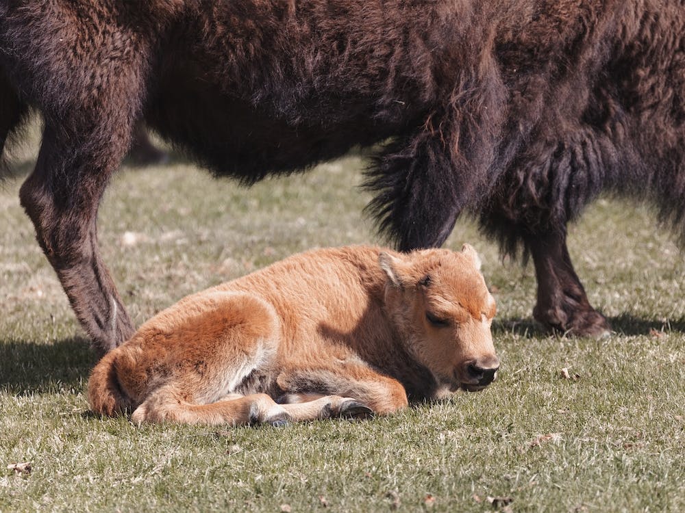 Sleeping Bison Calf