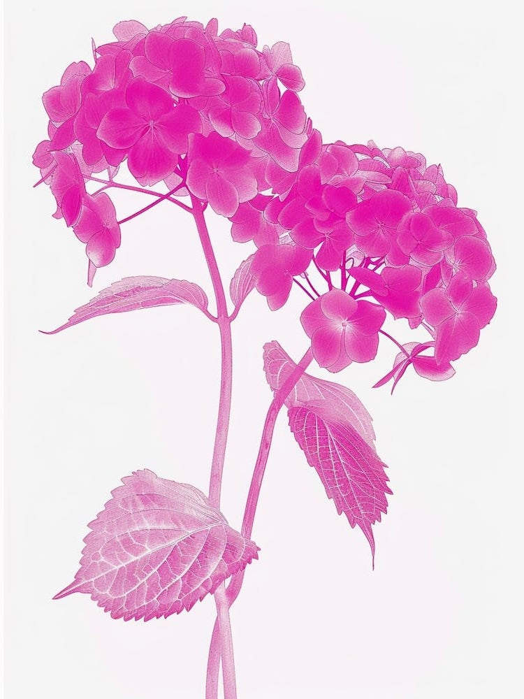 Hot Pink Hydrangea 3