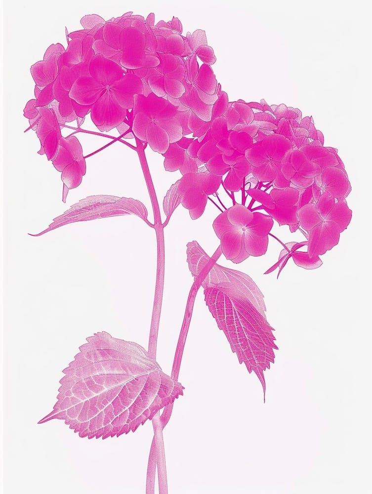 Hot Pink Hydrangea 3