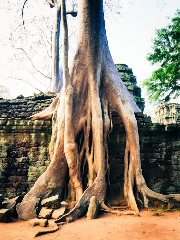 Bayon Tree & Ruins Cambodia 1