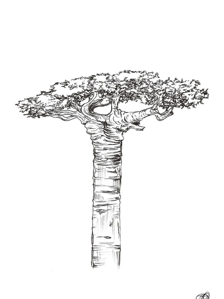 Black and White Boabab