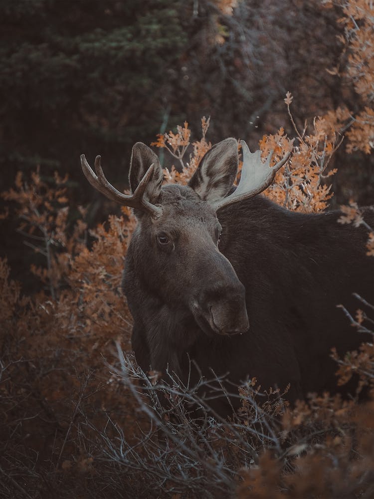 Small Moose
