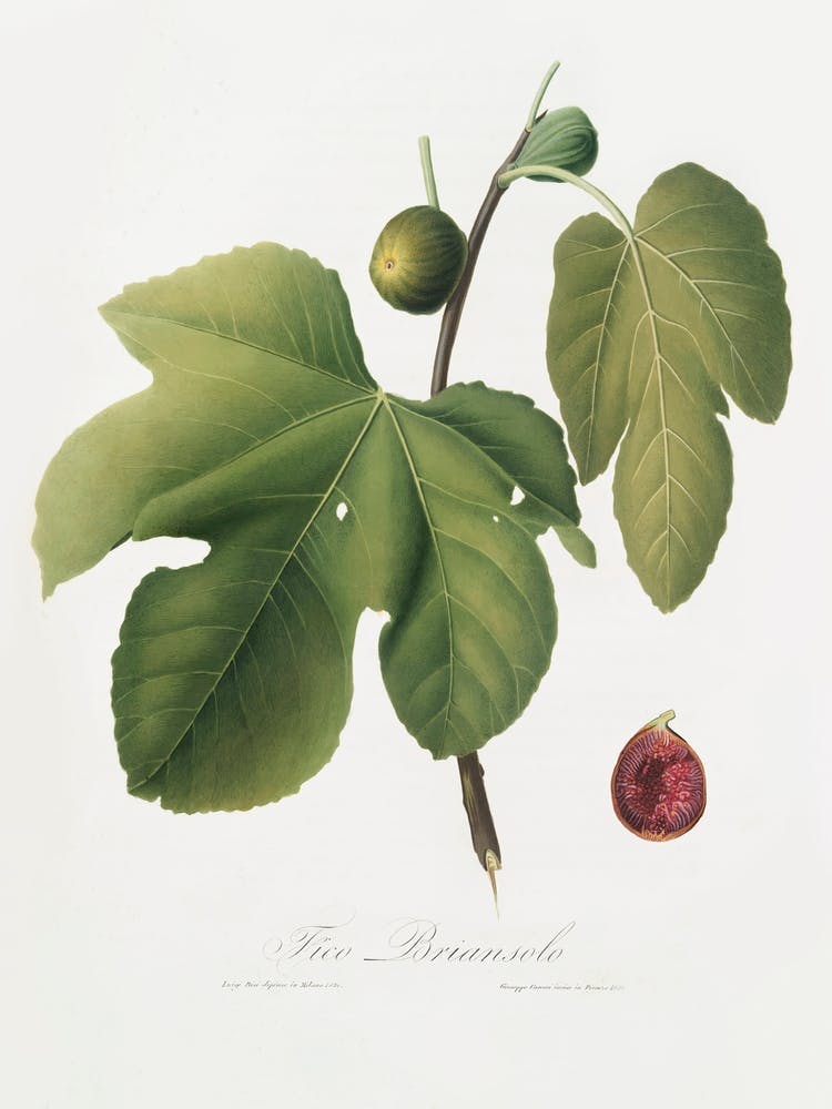 Briansole Figs (Ficus Carica Sativa) From Pomona Italiana (1817 - 1839), Giorgio Gallesio