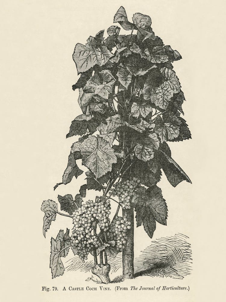 Vintage Illustration Of A Castle Coch Vine, John Wright