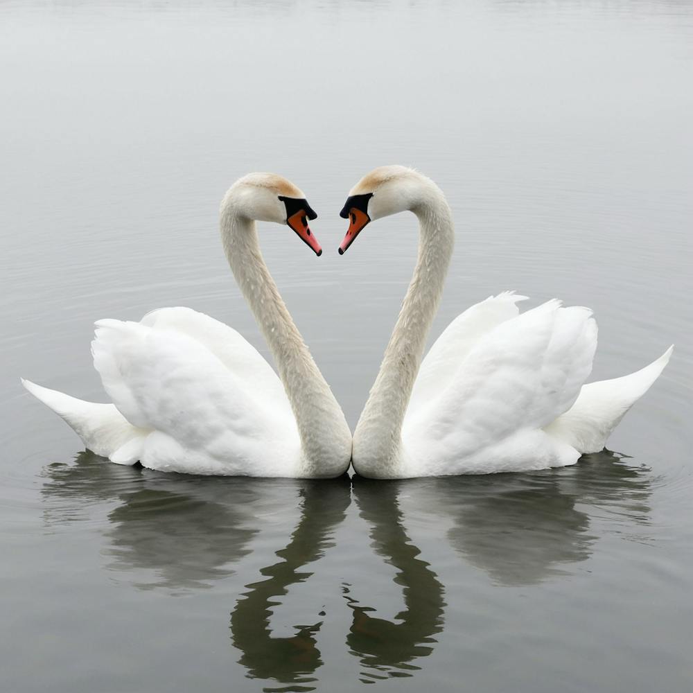 Two Swans Are Gracefully Positioned Face To Face O