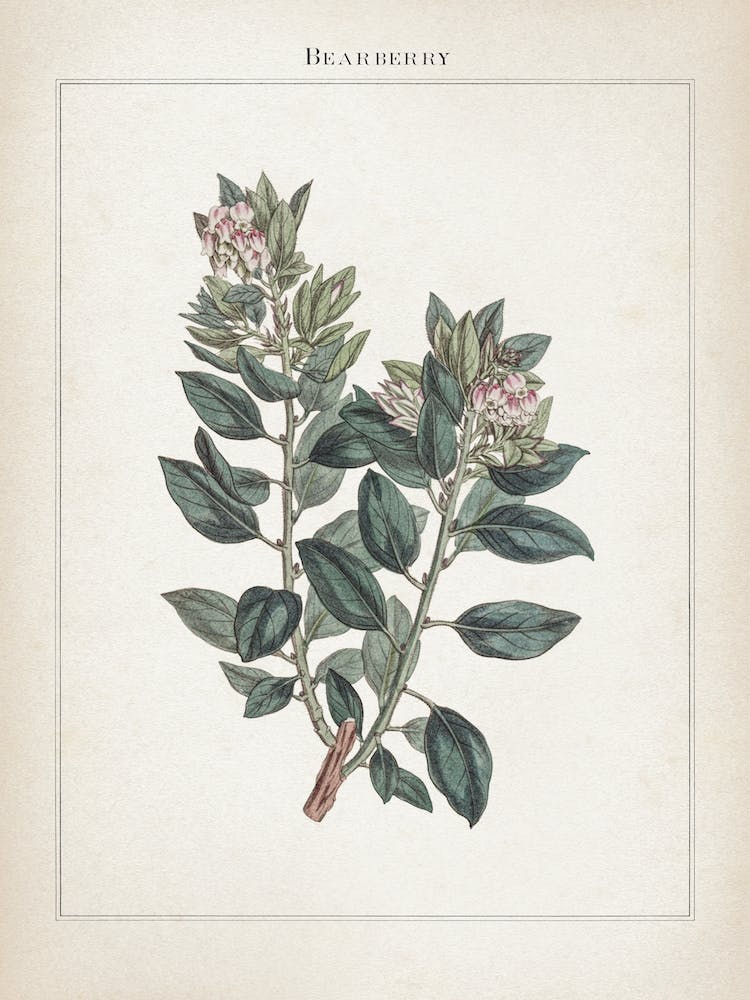 Vintage Curtis 1 Bearberry