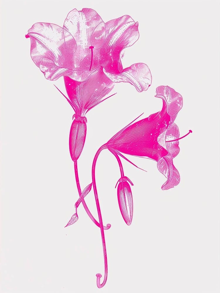 Hot Pink Canterbury Bells