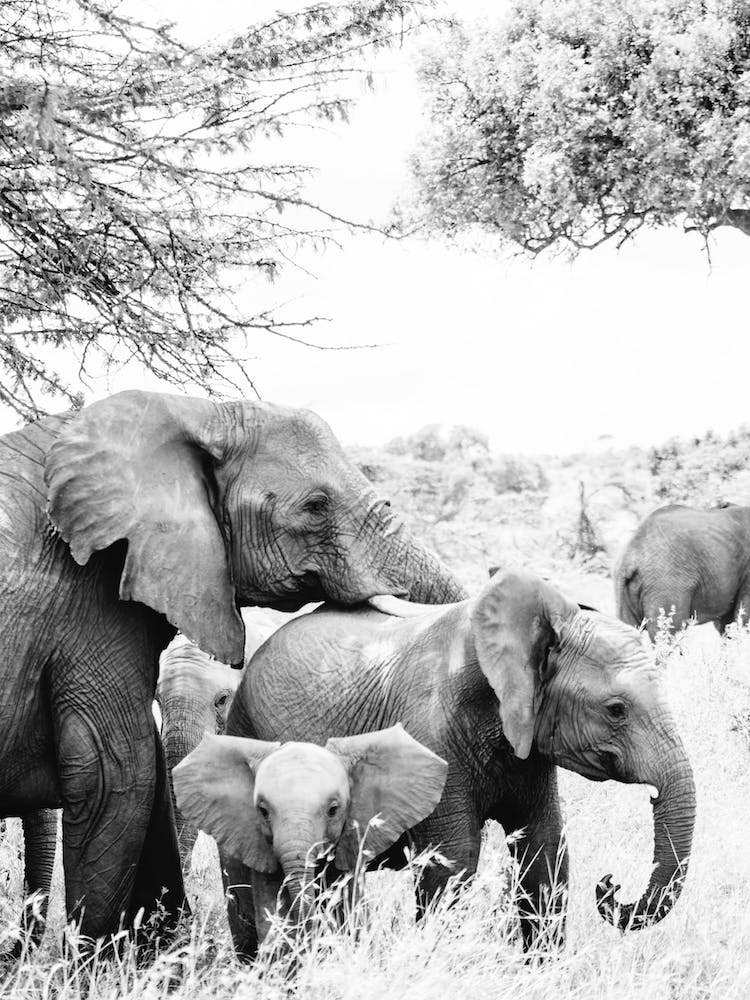 Kenya Elephants