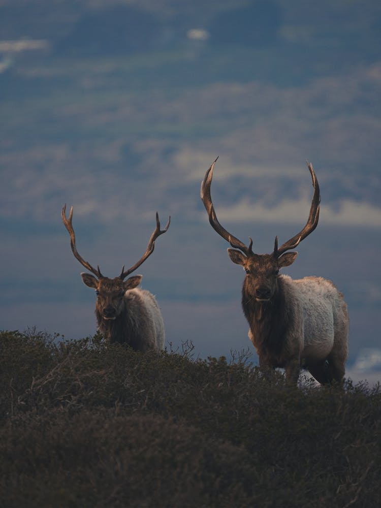 Bull Elk Evening