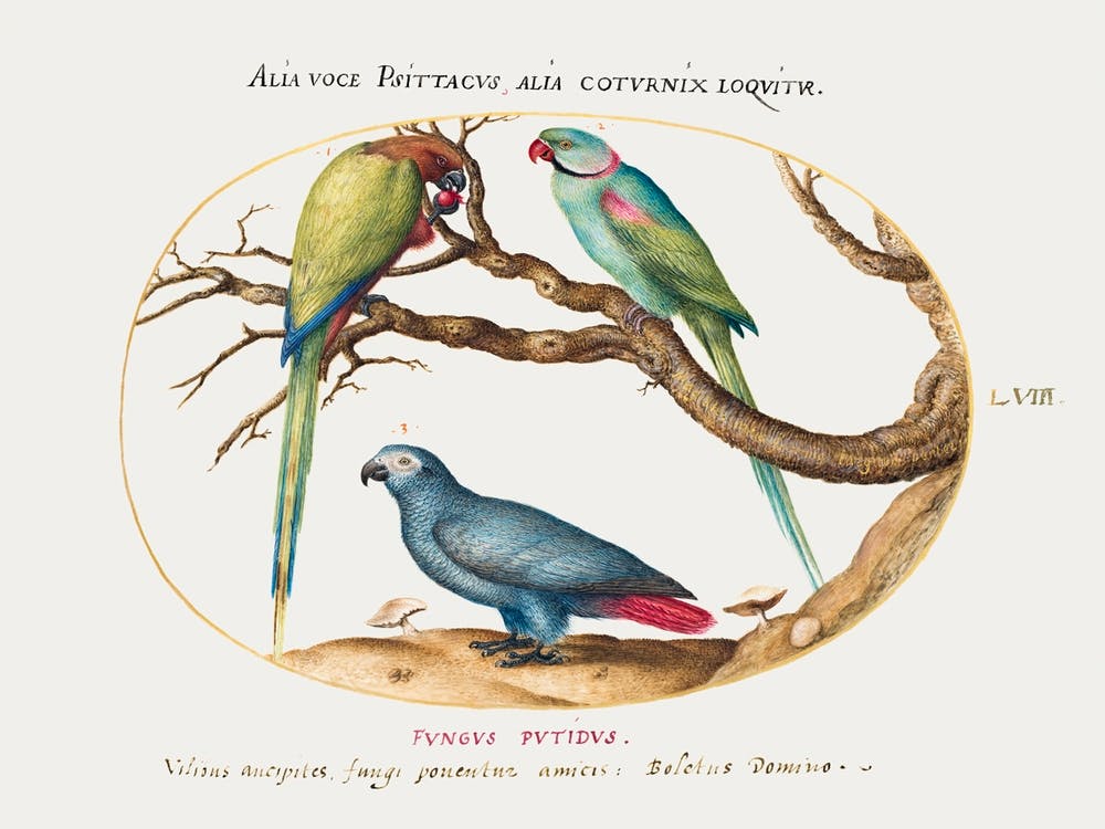 African Gray Parrot, Indian Ring Necked Parrot, And A Third Parrot (1575–1580), Joris Hoefnagel