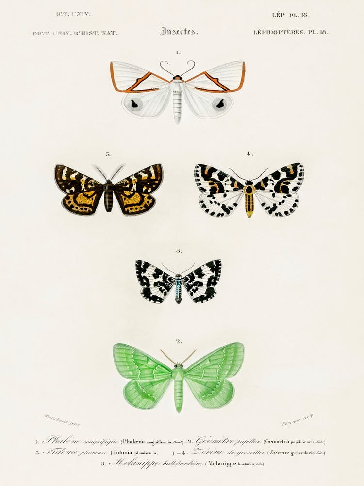 Collection Of Moths,Charles Dessalines D'Orbigny