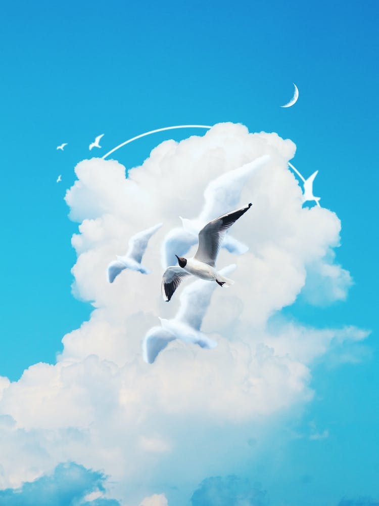 Seagulls Flying In The Sky