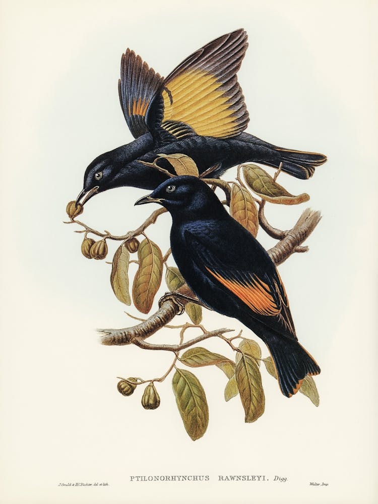 Two Blackbirds Perched On A Branch