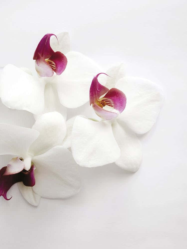 White Wild Orchid