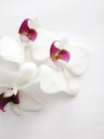 Delicate Photography Art Prints