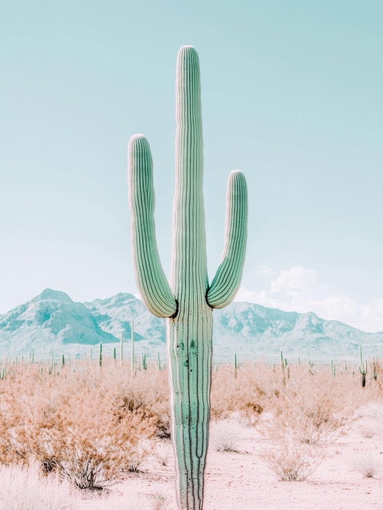 Saguaro 5