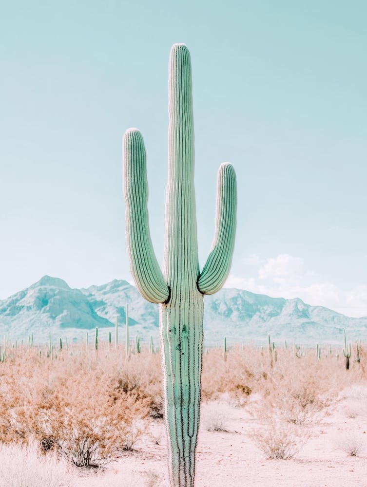 Saguaro 5