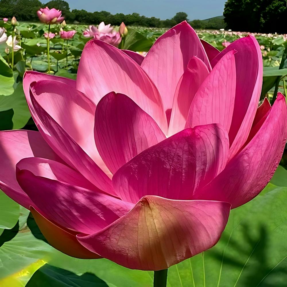 Lotus Flower 3