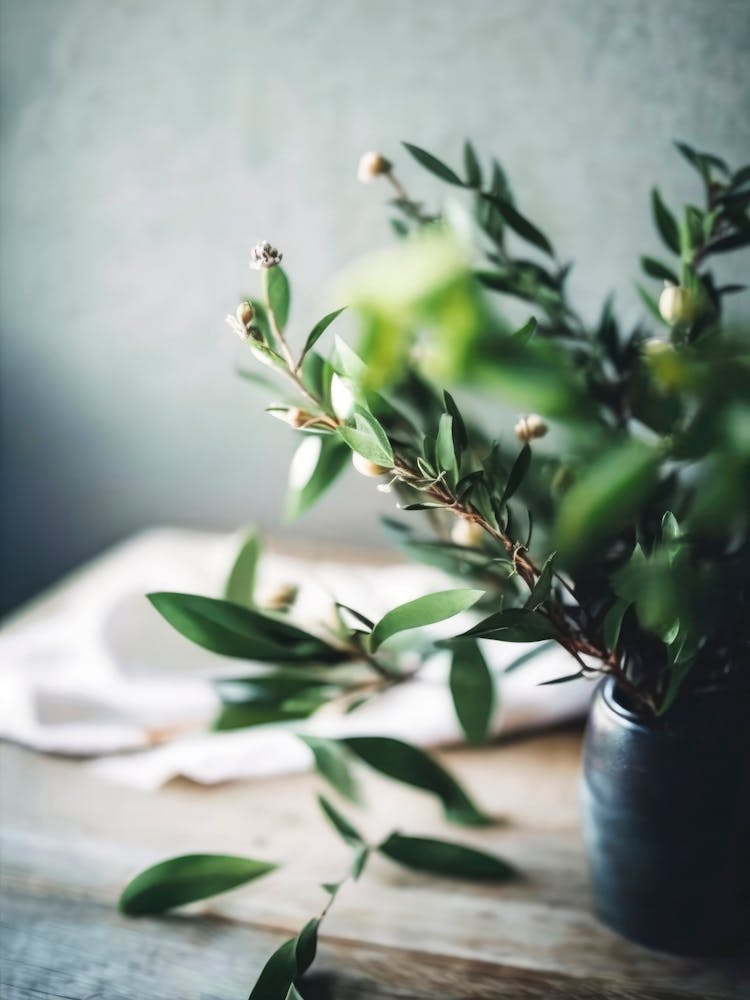 Ruscus Still Life On Table