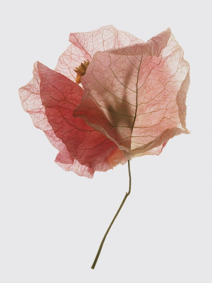 Bougainvillea Study 02