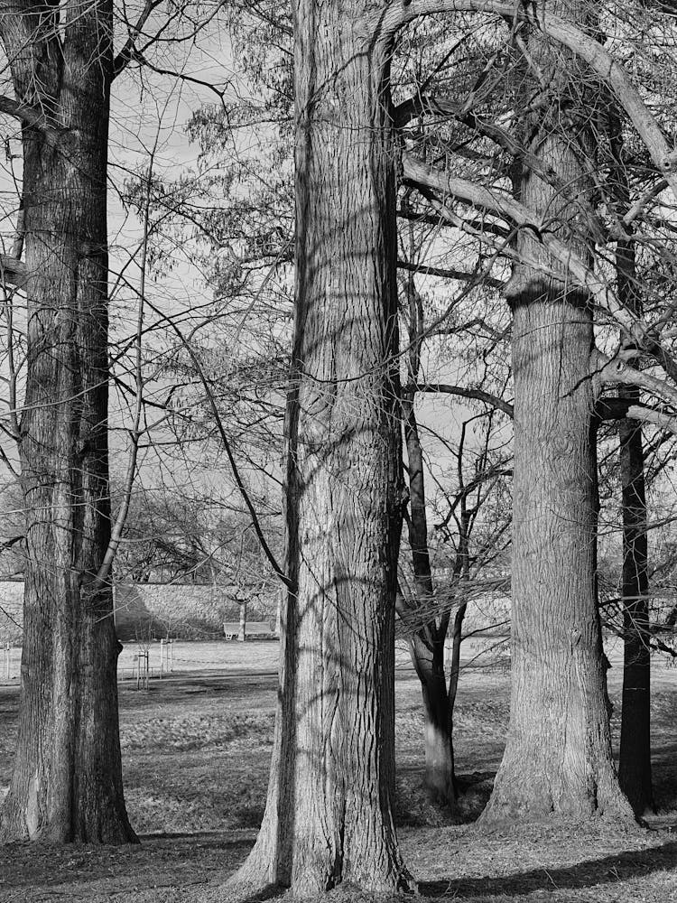 trees
