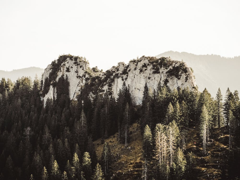 Forest Surrounding Hill