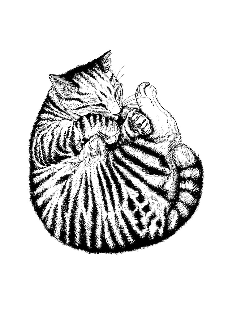 Sleeping Cat Drawing