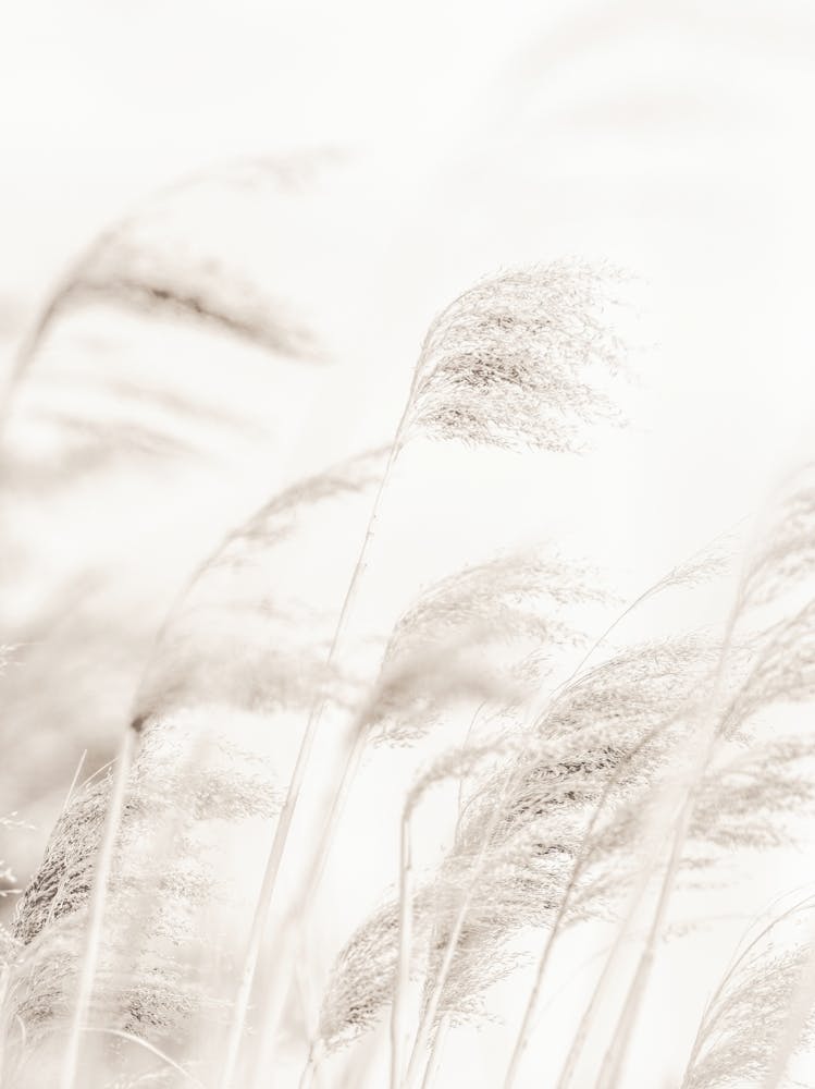 Beach Grass_2190674