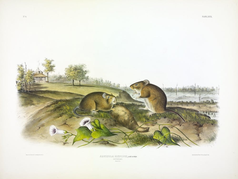 Baumwollratte, John James Audubon
