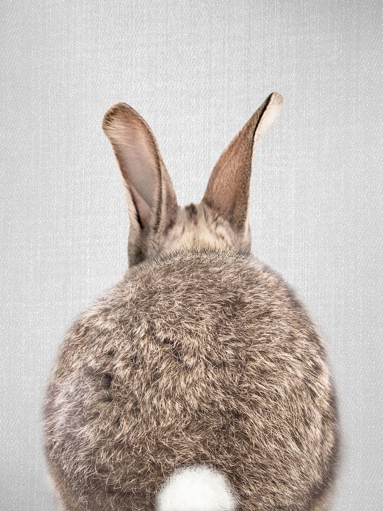 Rabbit Tail