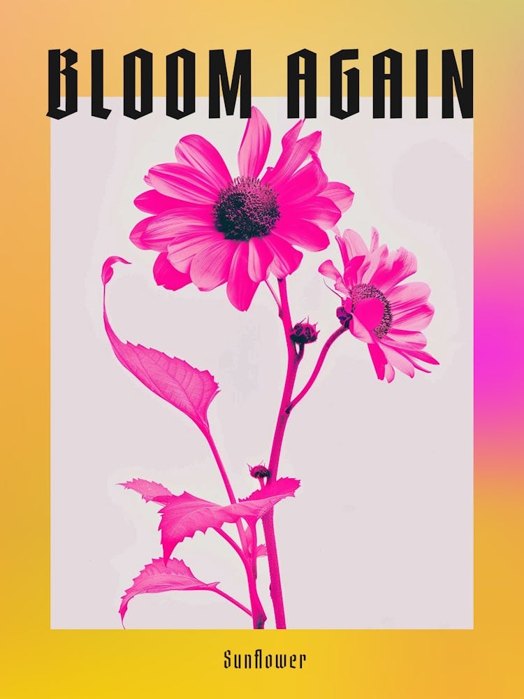 Hot Pink Sunflower 1 Poster
