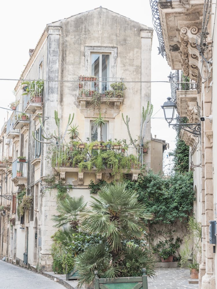 Plants In Street In Sicily