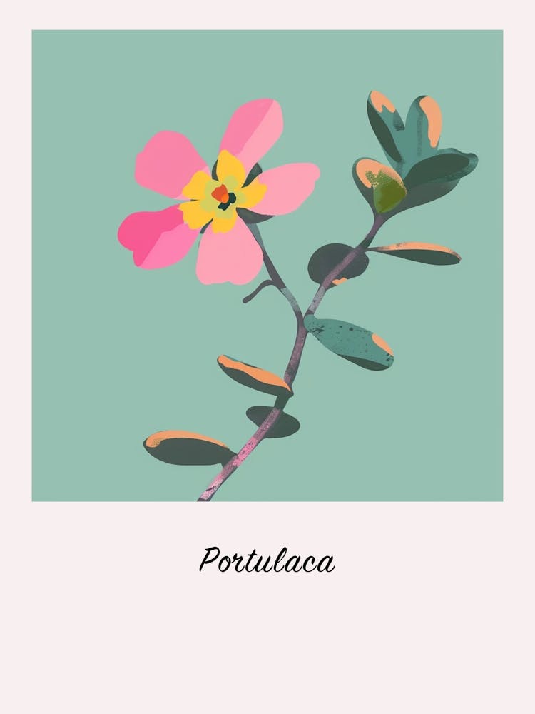 Portulaca 1 Square Flower Illustration Poster