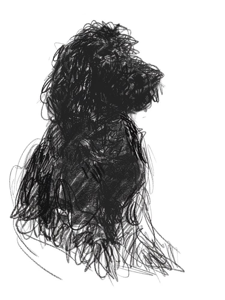 Spanish Water Dog Dog Charcoal Line 2