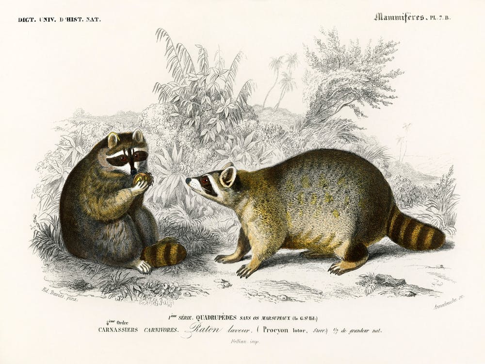 Waschbär (Procyon Lotor), Charles Dessalines D'Orbigny