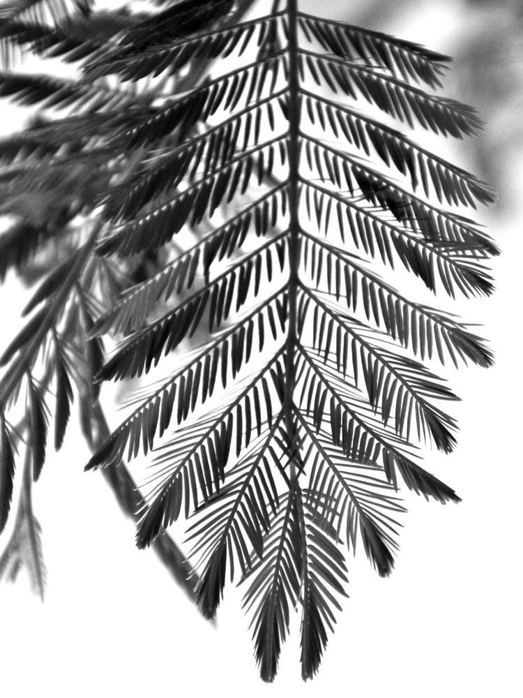 Delicate And Beautiful Plants