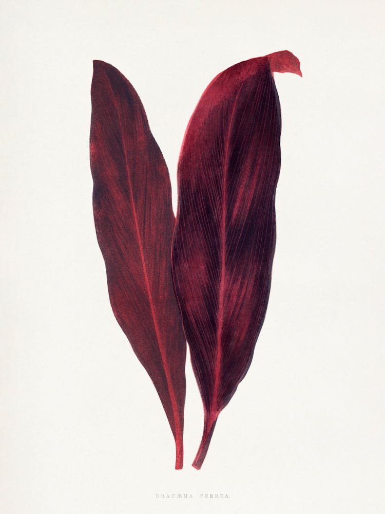 Vintage Botanisch _2643244