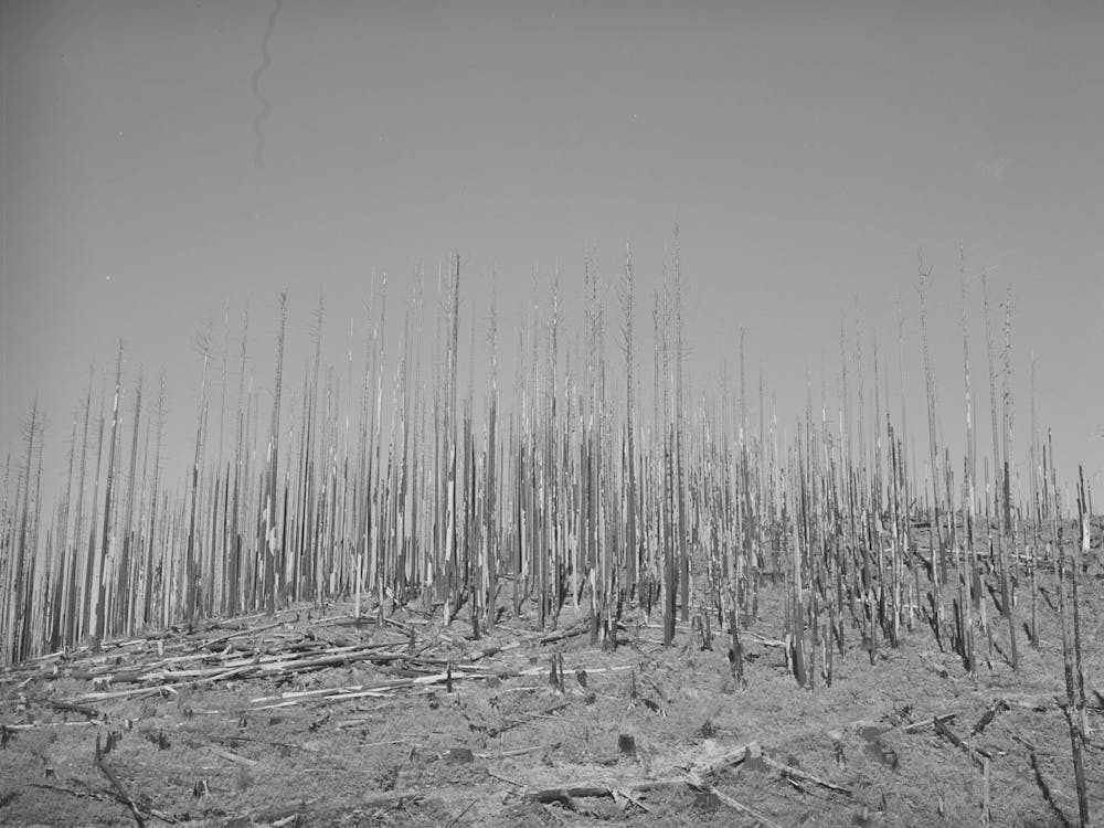 Cut Over Burned Over Forest Land, Clatsop County, Oregon By Russell Lee