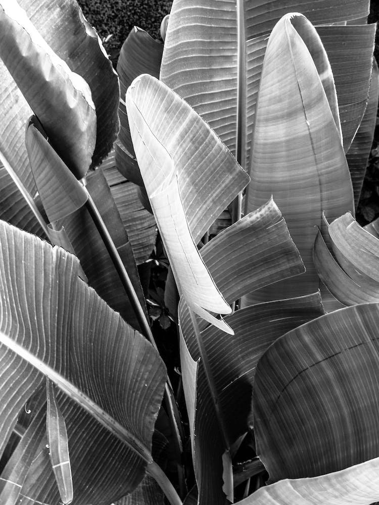 Banana Leaves In Black And White
