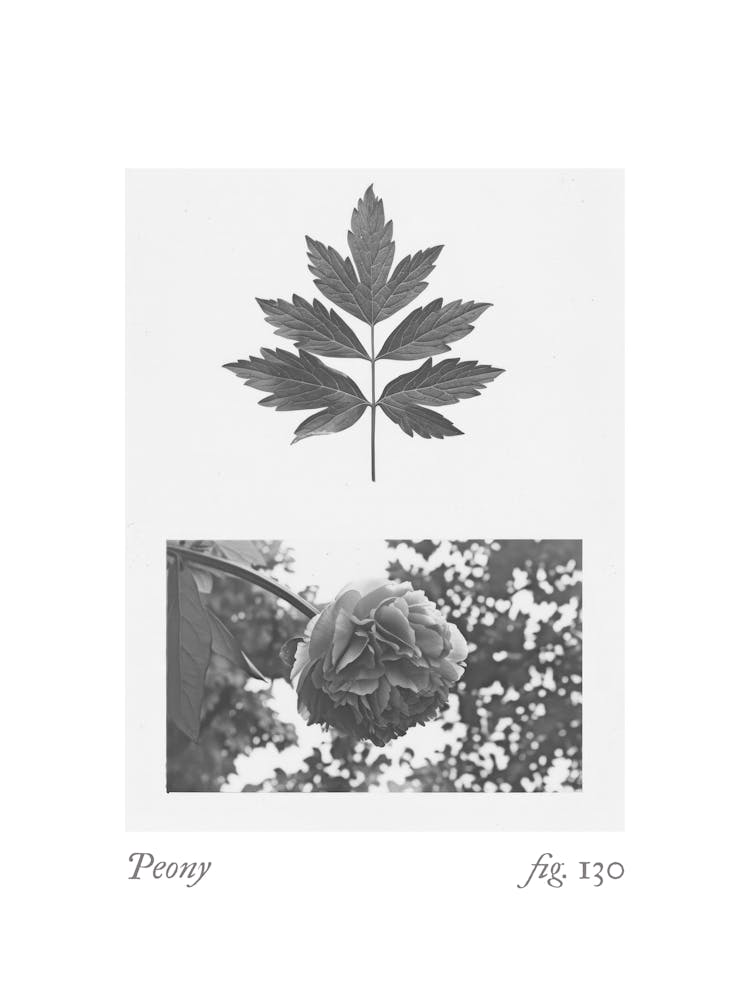 Peony Botanical Collage 4