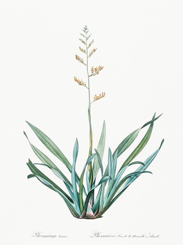 New Zealand Flax Illustration From Les Liliacées (1805), Pierre Joseph Redoute