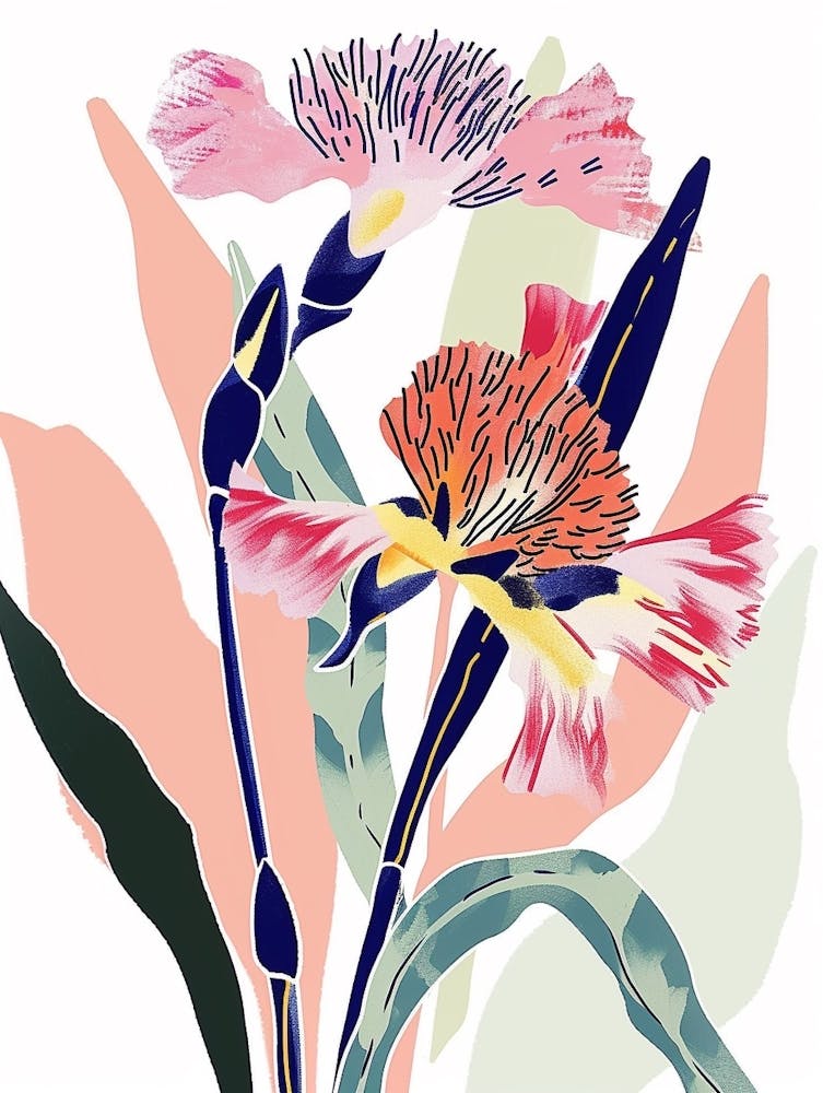 Colourful Flower Illustration Carnation Dianthus 4