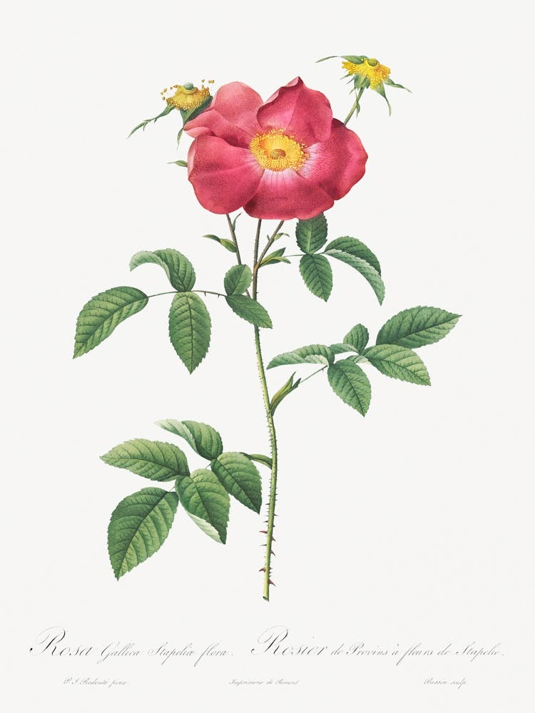 Stapelia French Rose Variety, Pierre Joseph Redoute