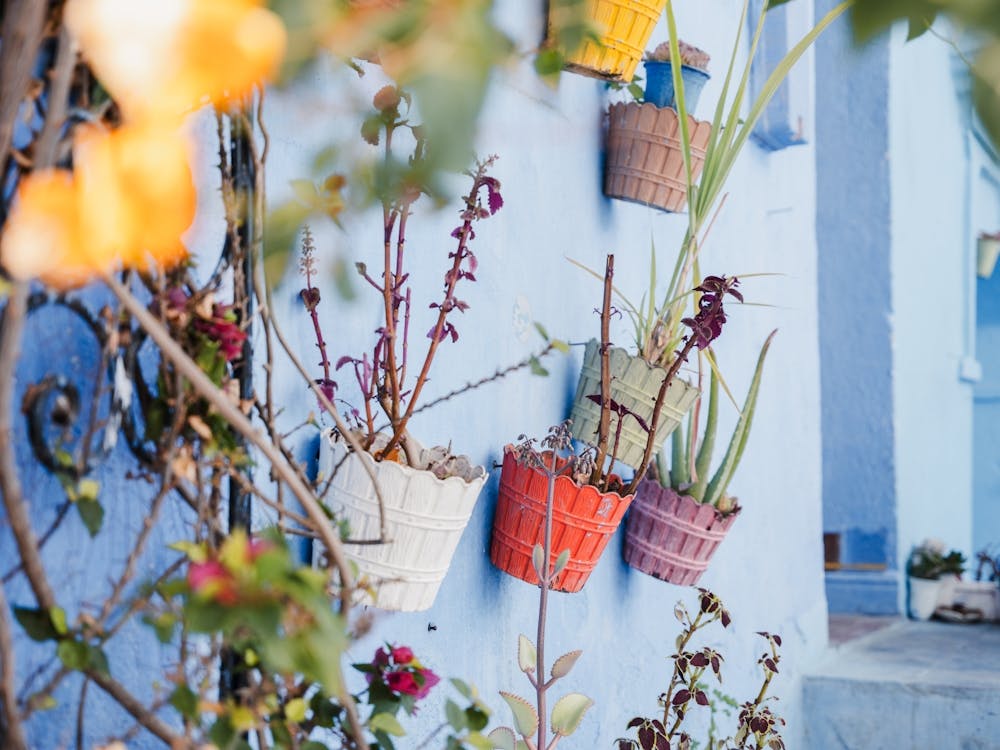 Botanical Street Scene In Chefchaouen