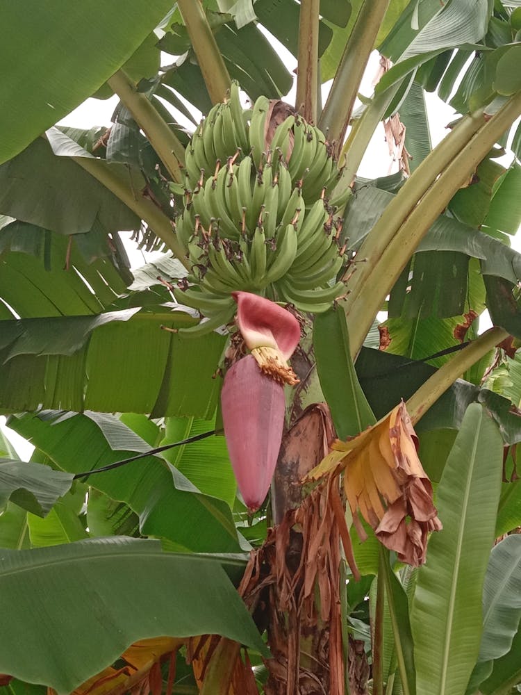 Bananenbaum 1
