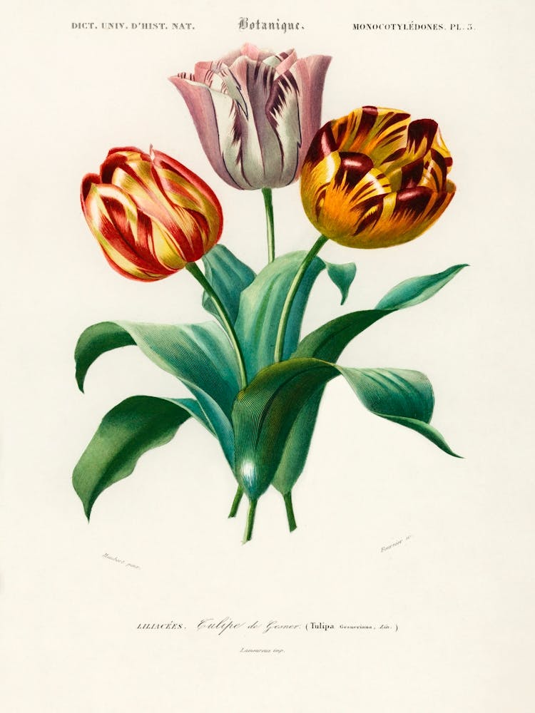 Didier's Tulip (Tulipa Gesneriana), Charles Dessalines D'Orbigny