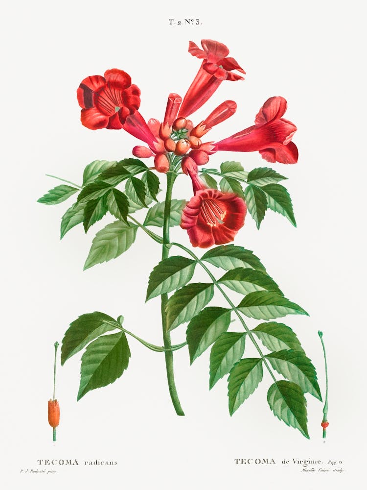 Trumpet Vine, Pierre Joseph Redoute